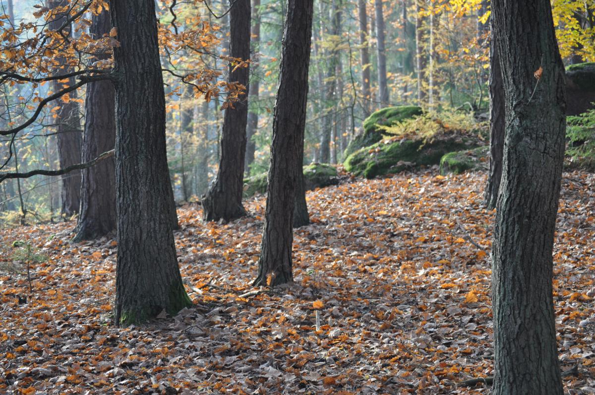 Denní studenti, předmět Člověk jako tvůrce vlastního osudu, Voděradské lesy