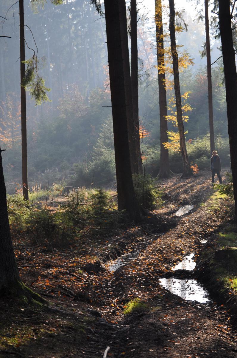 Denní studenti, předmět Člověk jako tvůrce vlastního osudu, Voděradské lesy