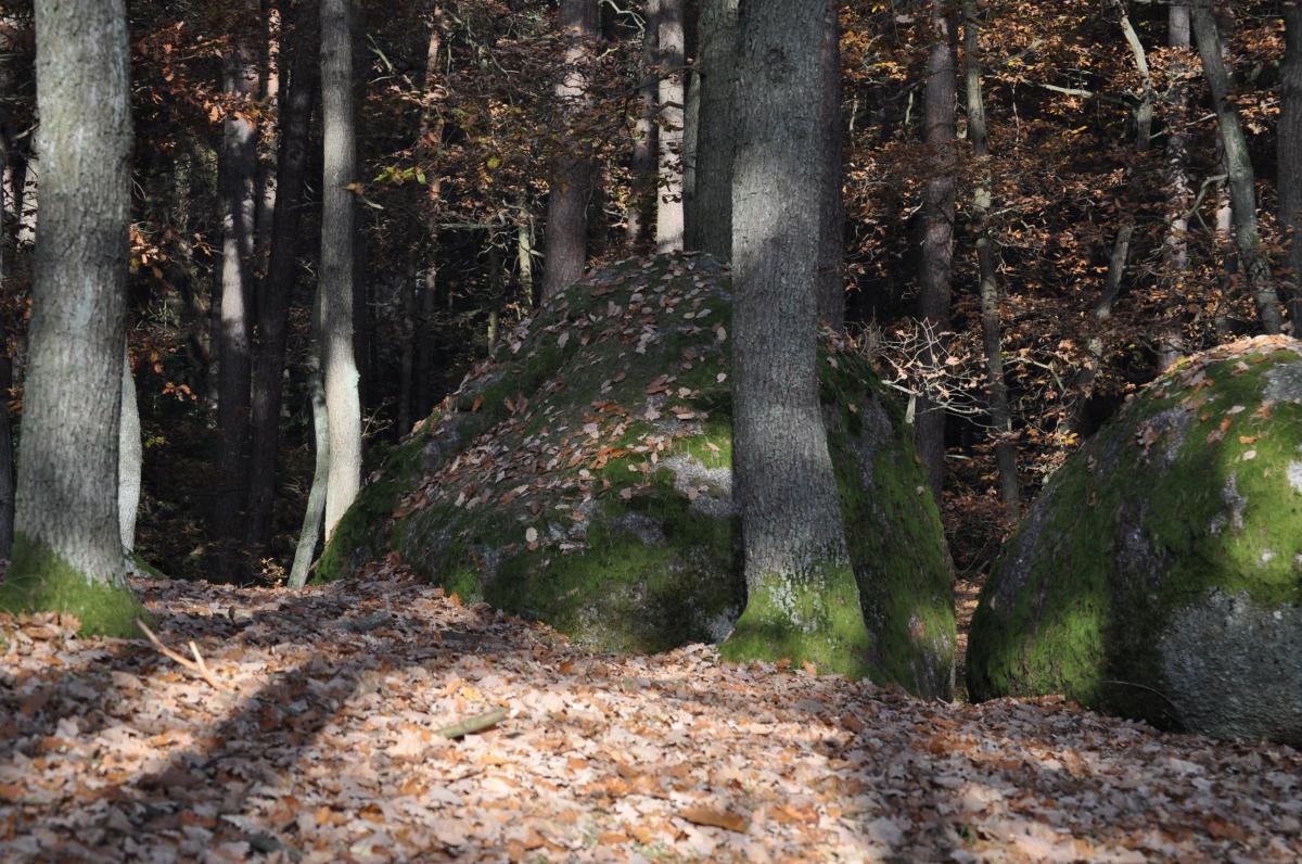 Denní studenti, předmět Člověk jako tvůrce vlastního osudu, Voděradské lesy