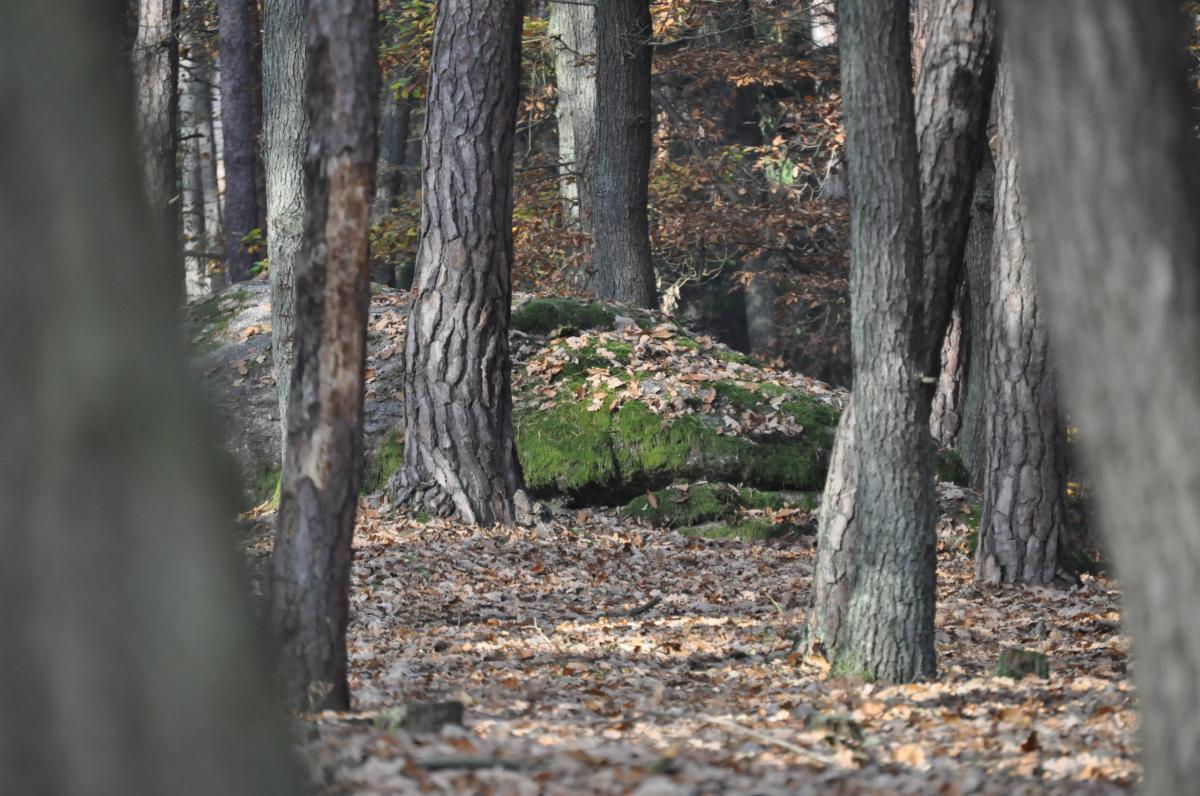 Denní studenti, předmět Člověk jako tvůrce vlastního osudu, Voděradské lesy